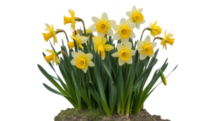 A beautiful bouquet of yellow and white daffodils isolated on transparent background