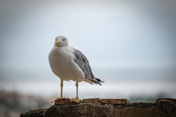 Gaviota