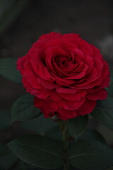 red rose in the garden