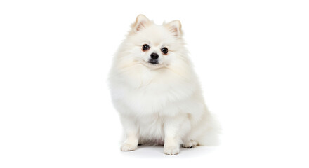 Obraz premium Adorable Pomeranian dog sitting in fluffy pose on pure white background