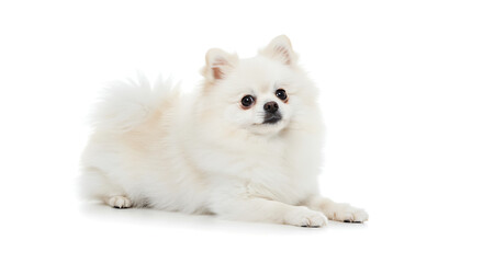 Obraz premium Adorable Pomeranian dog sitting in fluffy pose on pure white background