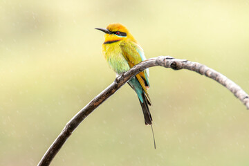 Rainbow Bee-Eater