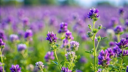 A close-up of an alfalfa field, with purple flowers in full bloom. The tiny petals and rich green stems are sharply detailed, set against a softly blurred background of more flowers stretching