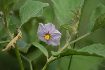 vegetable brinjal flower, Brinjal flower with buds and leaves.star-shaped, violet-purple with yellow stamens, attracting pollinators