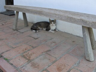cat on the street.A tabby-white cat rests under a rustic wooden bench on a red brick patio, beside...