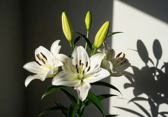 Naklejka premium Photo of a beautiful cluster of white lilies with unopened buds, showcasing their delicate petals and intricate centers, bathed in soft light and shadow