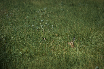 Curious rabbit peeking out from tall grass in a meadow

