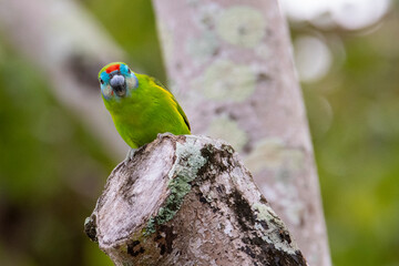 Double-Eyed Fig Parrot