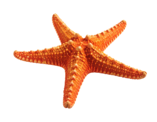 A vibrant red starfish, a marine invertebrate, is showcased against a white background