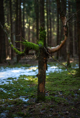 Moss-covered tree stump in a tranquil forest setting with soft light
