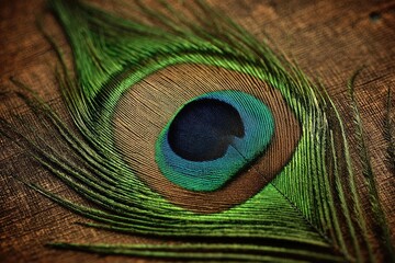 Close-up peacock feather on textured surface