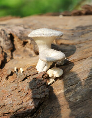 A mushroom is growing on a log