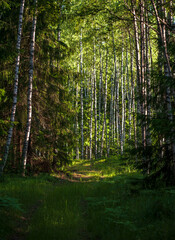 Forest in spring. Sunlit pathway in green forest with birch trees and lush vegetation
