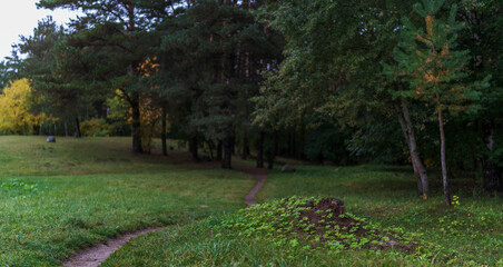 Pathway through green forest with trees and grassy area in autumn
