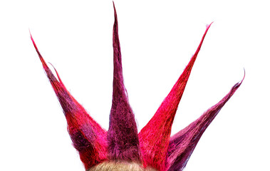A person with a spiked hairstyle with red and purple hair