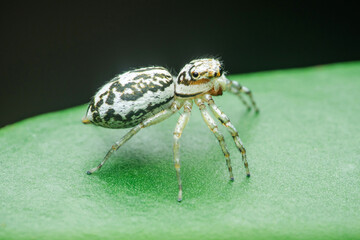 Jumping spider walking on a green leaf in nature