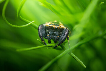 Jumping spider sitting on green plant stems in nature
