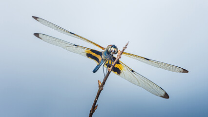 Colorful dragonfly resting on a twig with spread wings