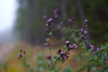 Close-up of purple wildflowers in a misty forest setting with blurred background
