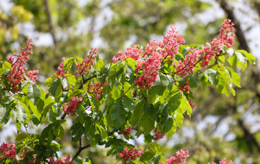 A tree with pink flowers is in the foreground