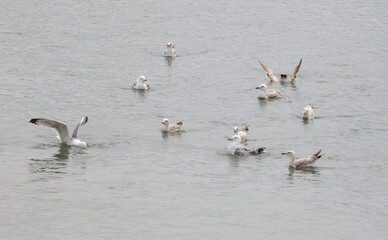 A flock of seagulls are swimming in the water