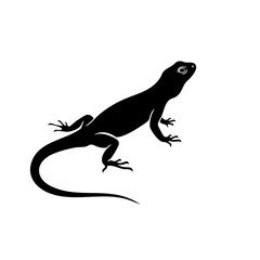 Naklejka premium Black lizard silhouette. Reptile profile view shows detailed body and long tail. Lizard graphic for zoology textbook or reptile themed apparel design.