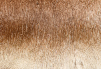 The fur of a brown animal is shown in detail, with the texture
