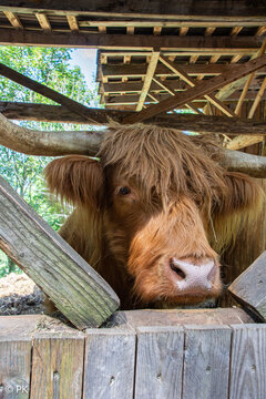 Highland cattle