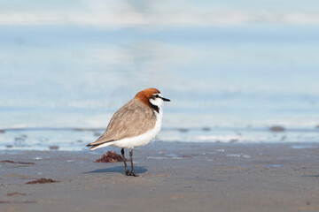 Red-Capped Plover