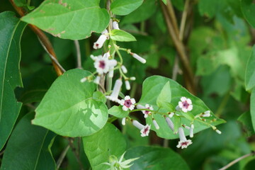 野にはびこるヘクソカズラの花が咲く