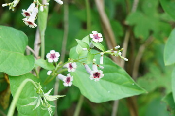 野にはびこるヘクソカズラの花が咲く