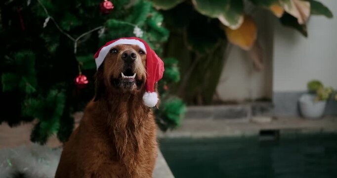 Foreground of a wet golden retriever dog in a Santa hat sitting next to a swimming pool against the backdrop of a Christmas tree. Funny Christmas dog. New Year in the summer in the tropics. Nativity.