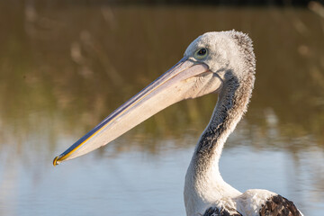 Australian Pelican