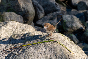 Superb Fairywren