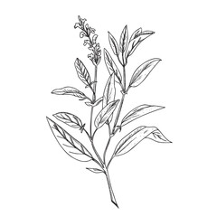 Sage plant Vector botanical illustration isolated on a background. Hand drawn Salvia medical herb sketch. For herbal tea, organic cosmetics and product designs.