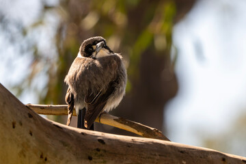 Grey Butcherbird