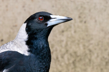 Australian Magpie