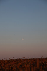 Wheat Field under Evening Sky with Rising Moon