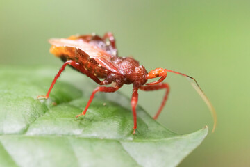 Assassin bugs are present in Vietnam, with several species documented