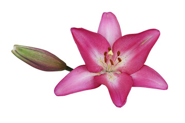 Pink Lily on White Background