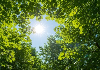 Sun Shining Through Green Leaves, Nature's Canopy, Summer Day, Bright Sky, Foliage, Sunlight