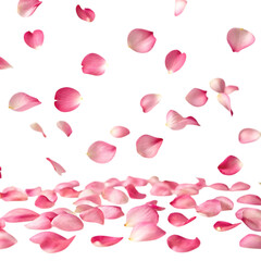 Delicate pink rose petals gently falling and scattering isolated on transparent background
