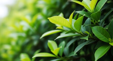 Close-up view of vibrant green leaves.