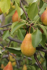pear on tree