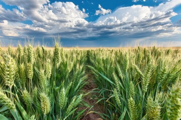 Wheat field path under dramatic sky