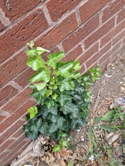 A blooming purple thistle flower with spiky green buds growing