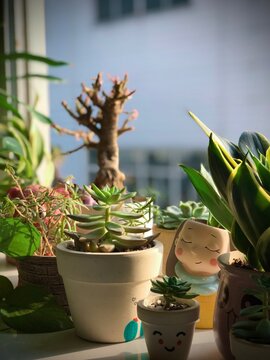 A sunny windowsill filled with cheerful potted succulents and playful planters. 100% processed with my only devide iPhone 7+ 32G
