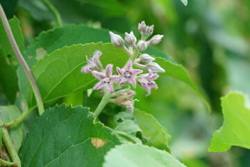 夏の雑草であるガガイモの花が咲く