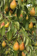 pears on tree