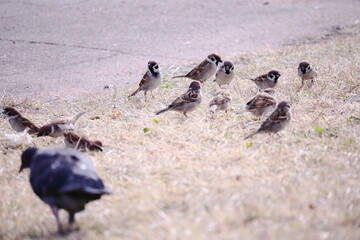 Fototapeta premium スズメの集団とハト